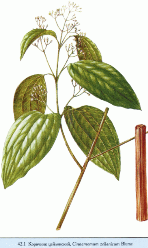корица коричник цейлонский фото Cinnamomum zeylanicum или Cinnamomum verum