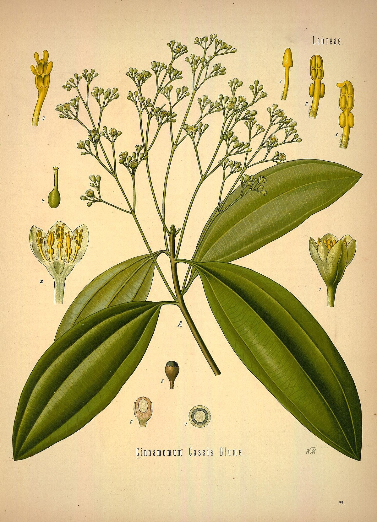 Коричник китайский, корица ложная, корица китайская (лат. Cinnamomum aromaticum или Cinnamomum cassia